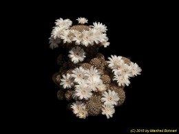 Sulcorebutia breviflora v. laui L314 821